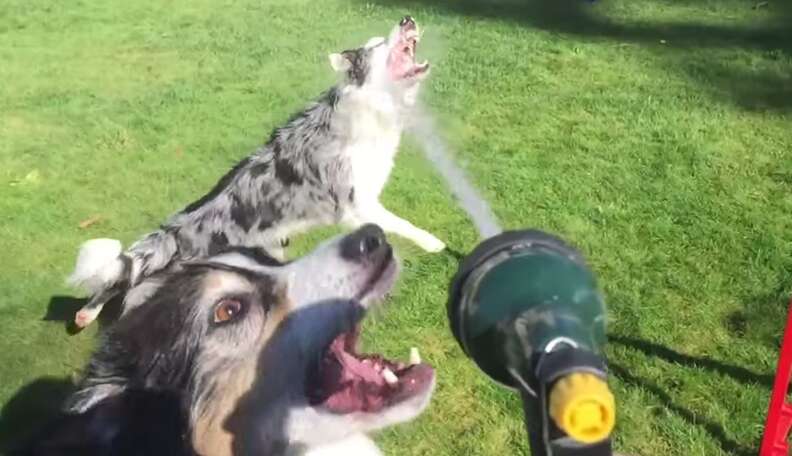 Dog and hotsell water hose