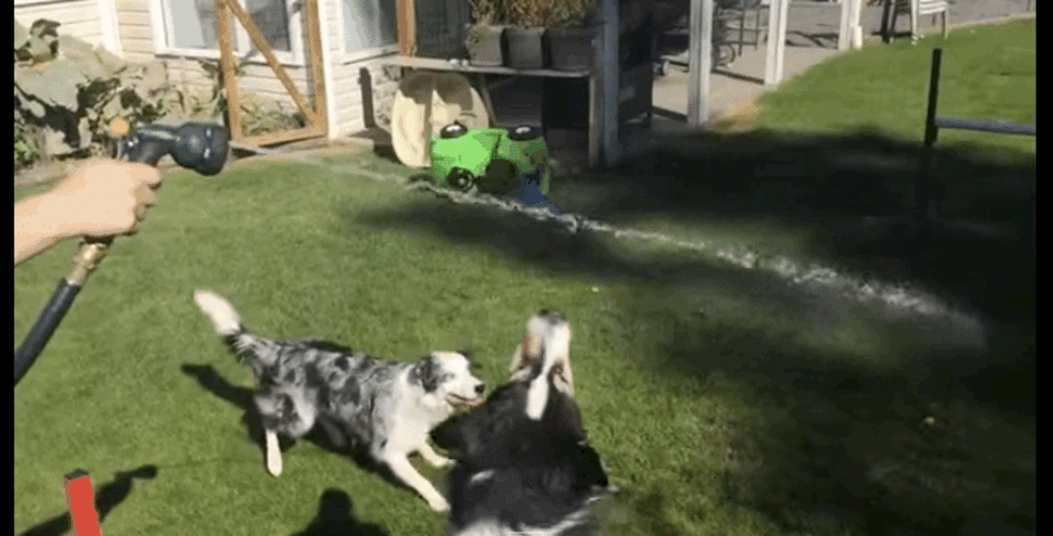 Springy Dogs Engage In Graceful Slow-Motion Water Ballet With Garden ...