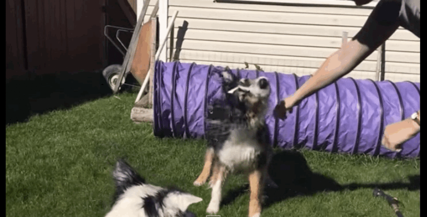 Springy Dogs Engage In Graceful Slow-Motion Water Ballet With Garden ...