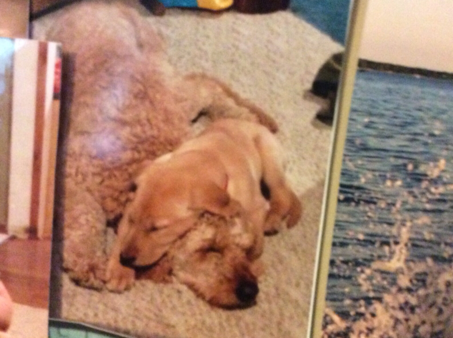 [Untitled] - The Dodo