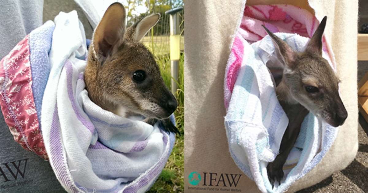 Enough Koala Mittens! Make Joey Pouches To Save Australia’s Animals