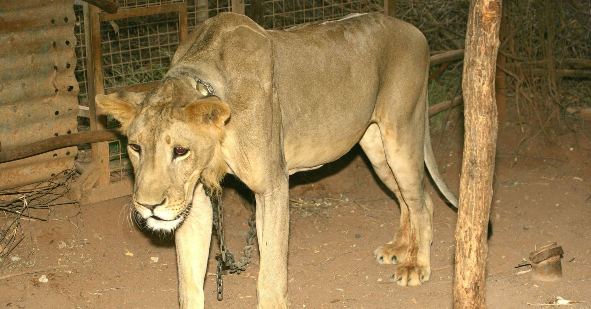 Lion Kept As Status Symbol Was Chained So Tightly He Lost His Mane - The  Dodo