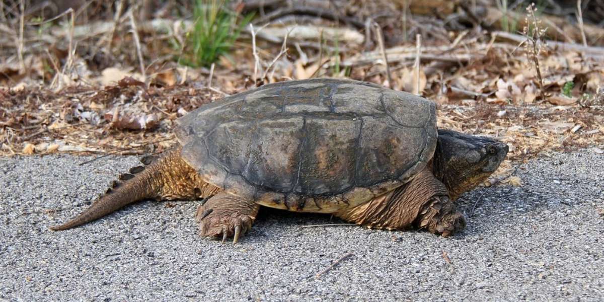 Injured Snapping Turtle Returns To Wild After Being Run Over By A Car ...