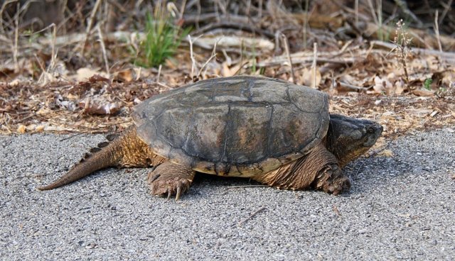 Injured Snapping Turtle Returns To Wild After Being Run Over By A Car ...