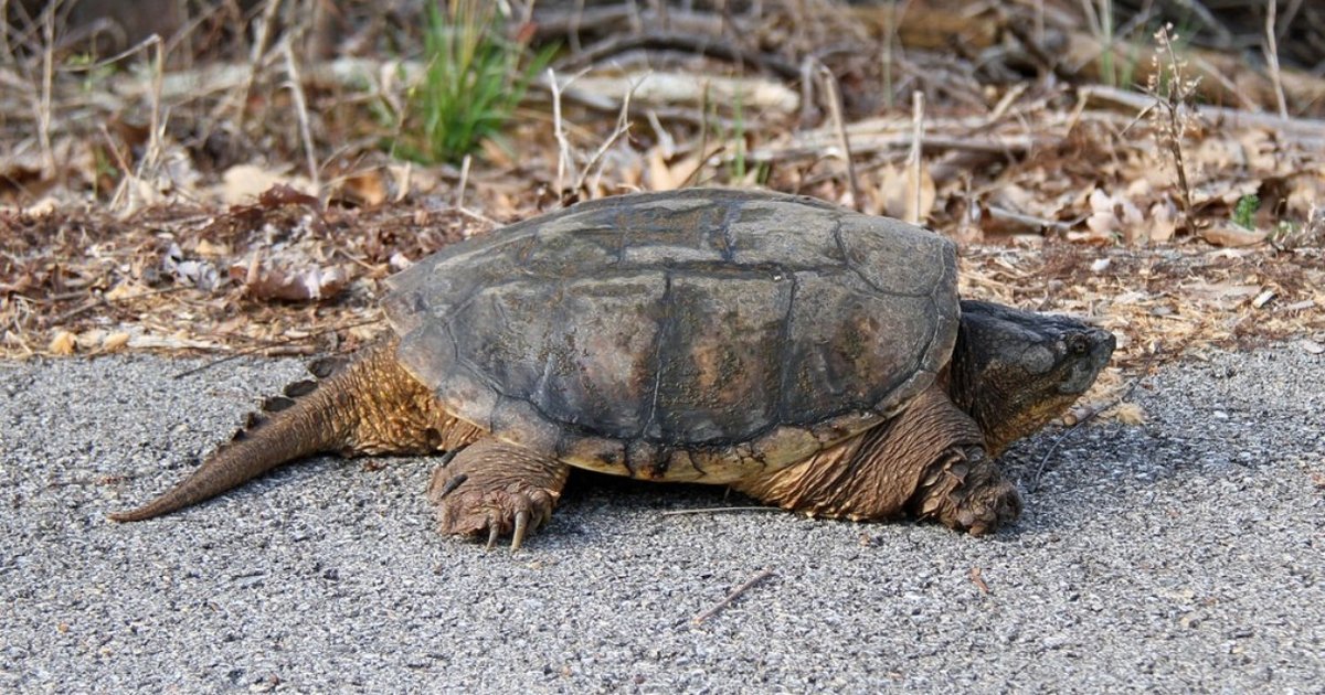 Injured Snapping Turtle Returns To Wild After Being Run Over By A Car ...