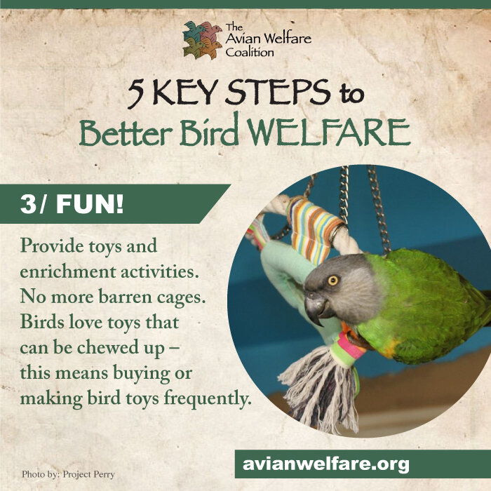 5 Key Steps To Better Bird Welfare - The Dodo