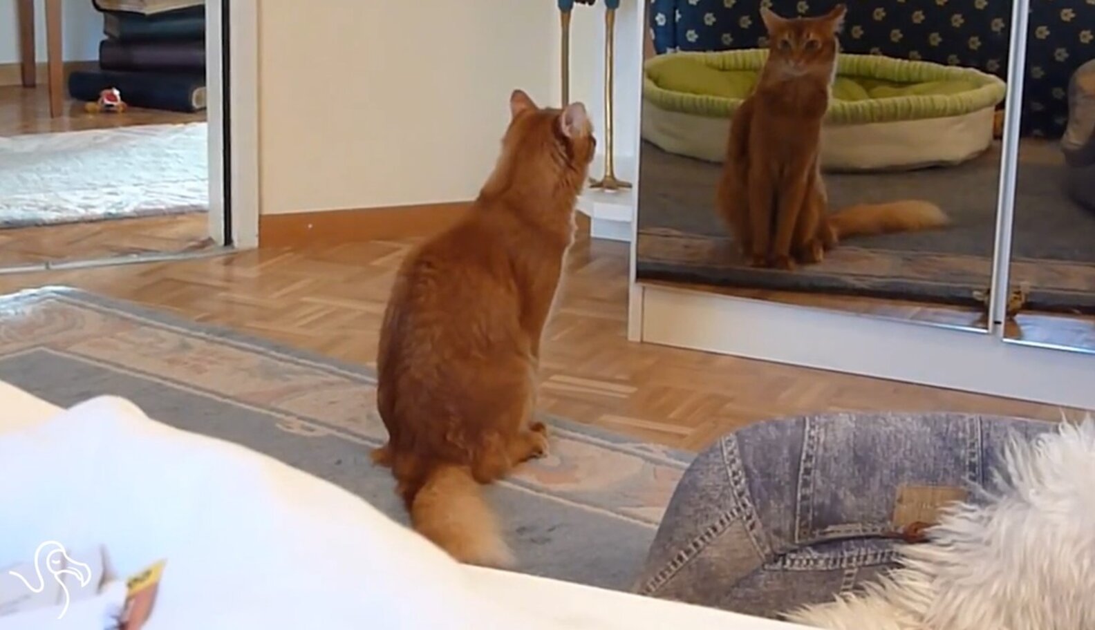 WATCH Cats vs. Mirrors The Dodo