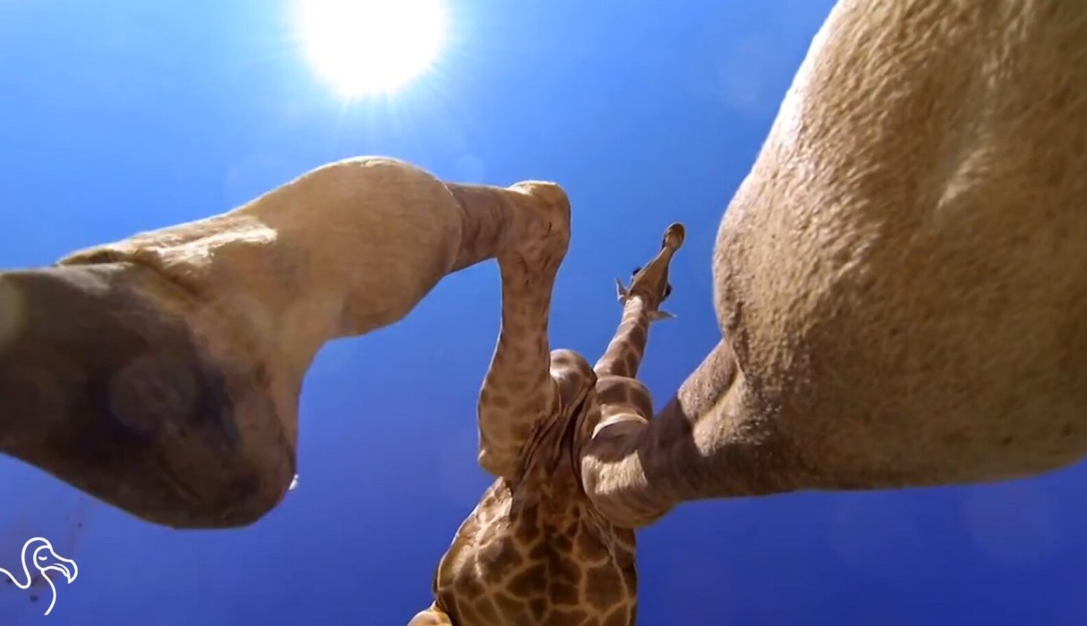 WATCH: Animals Messing With GoPros - The Dodo