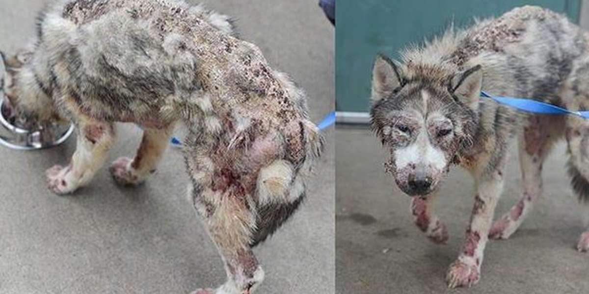 Husky With Mange 2025