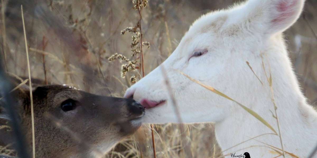 Rare AllWhite Deer Caught On Camera Strolling Along With Friends The