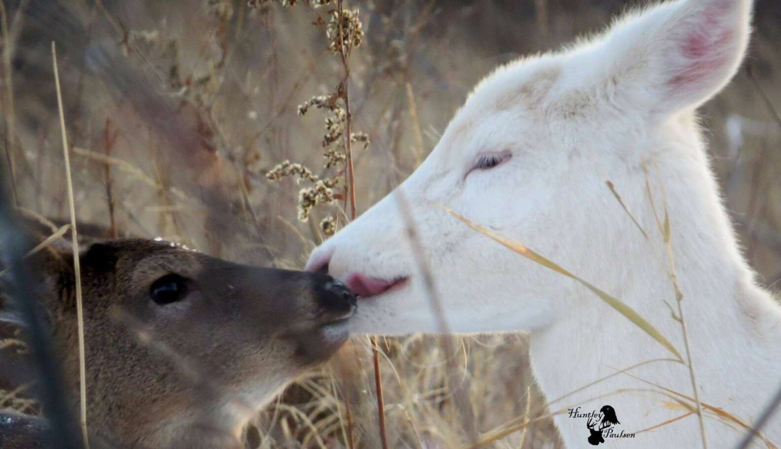 Rare All-white Deer Caught On Camera Strolling Along With Friends - The 