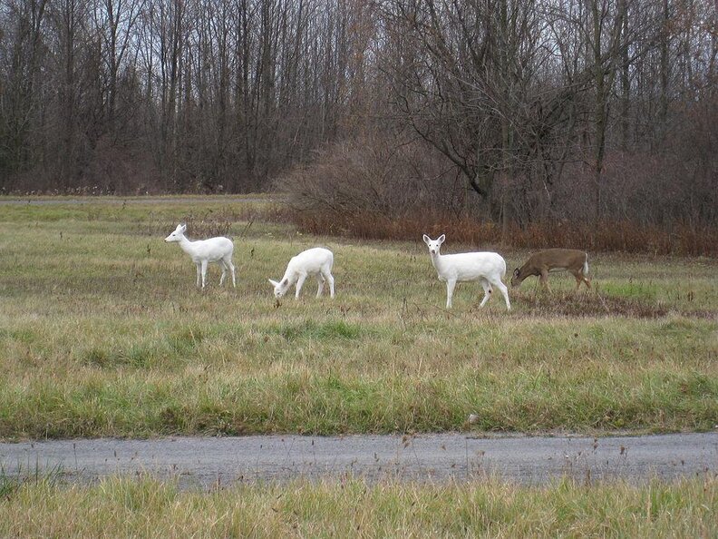 Rare AllWhite Deer Caught On Camera Strolling Along With Friends The Dodo