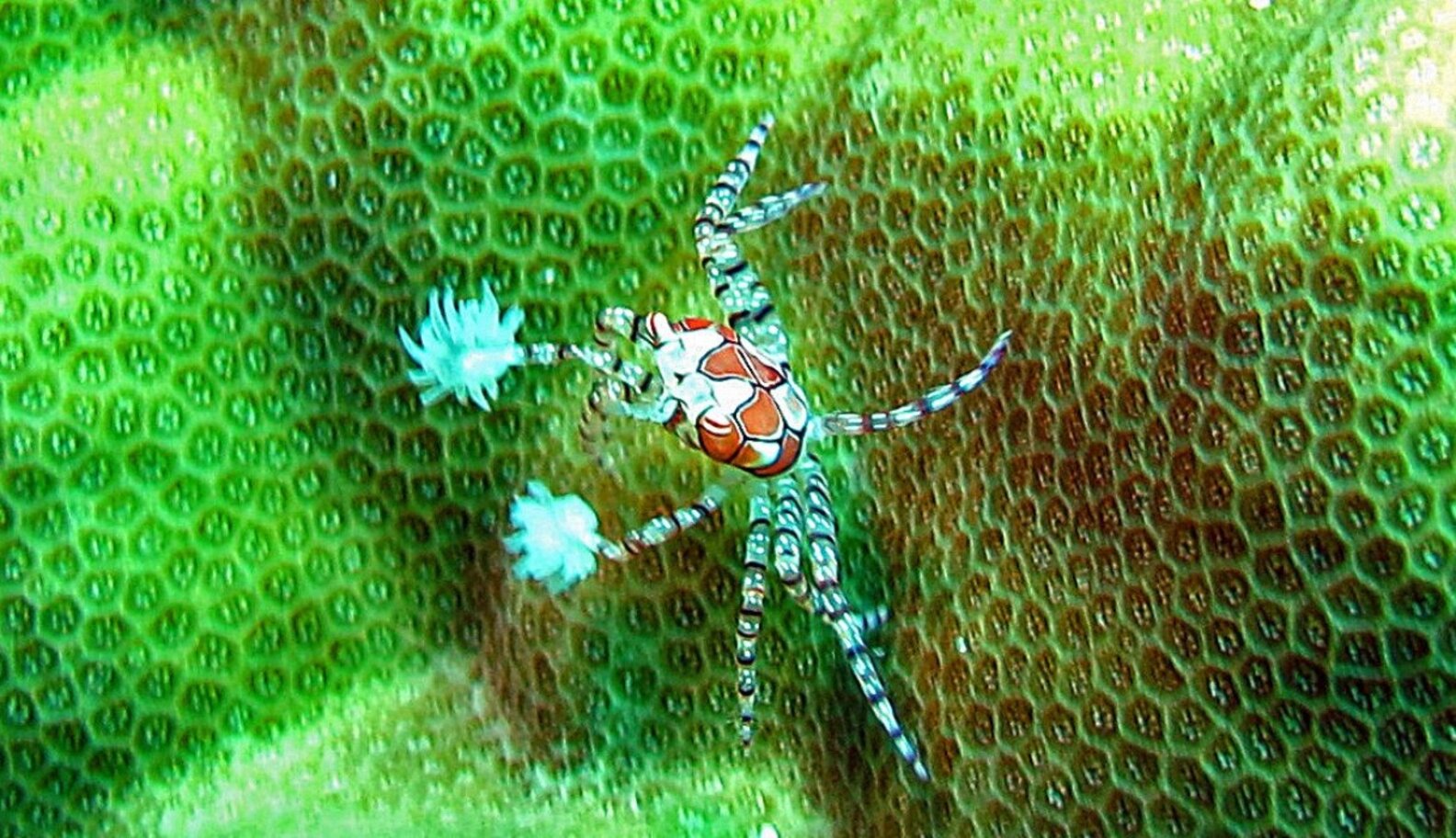 Punchy Boxer Crab Is Ocean's Ultimate Fighter The Dodo