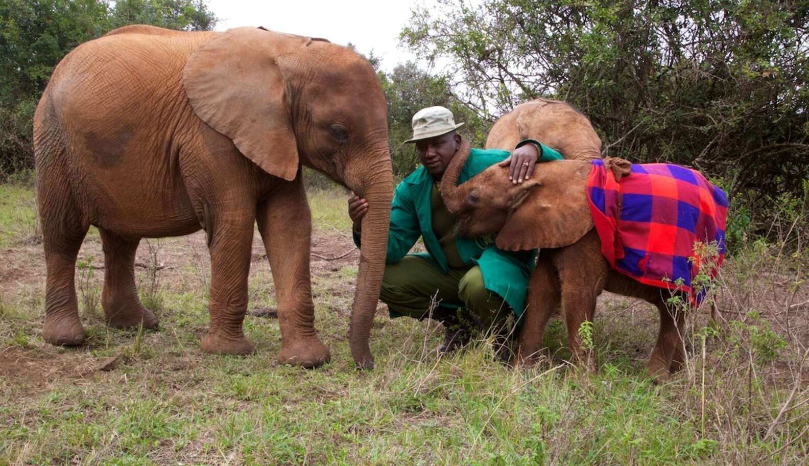 Elephant Who Lost Everything Helps Other Orphans Overcome Their Pain ...