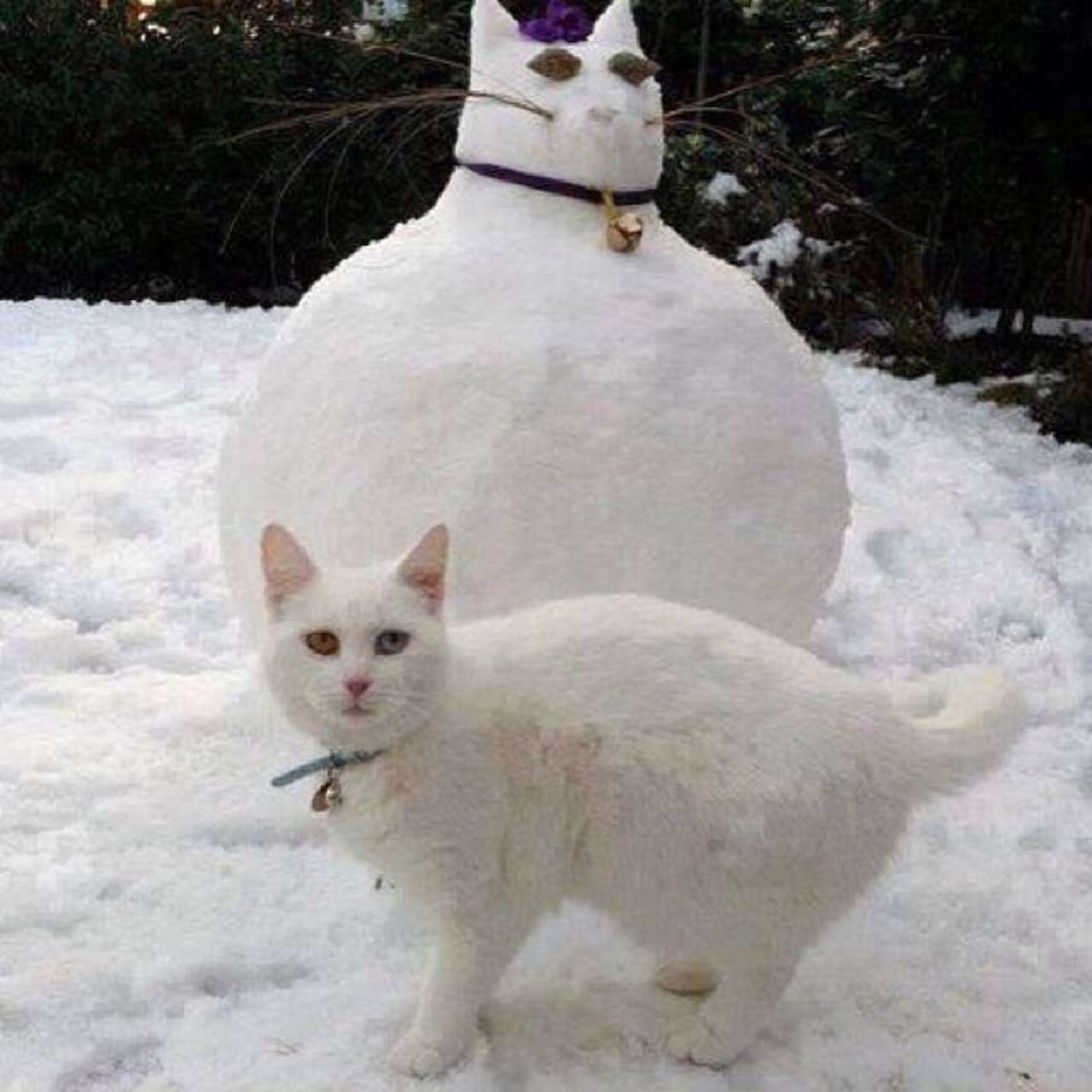 Snowman Cat Rabbit 12 Cats Who Don't Know What To Think About This Whole Snowman Thing ...