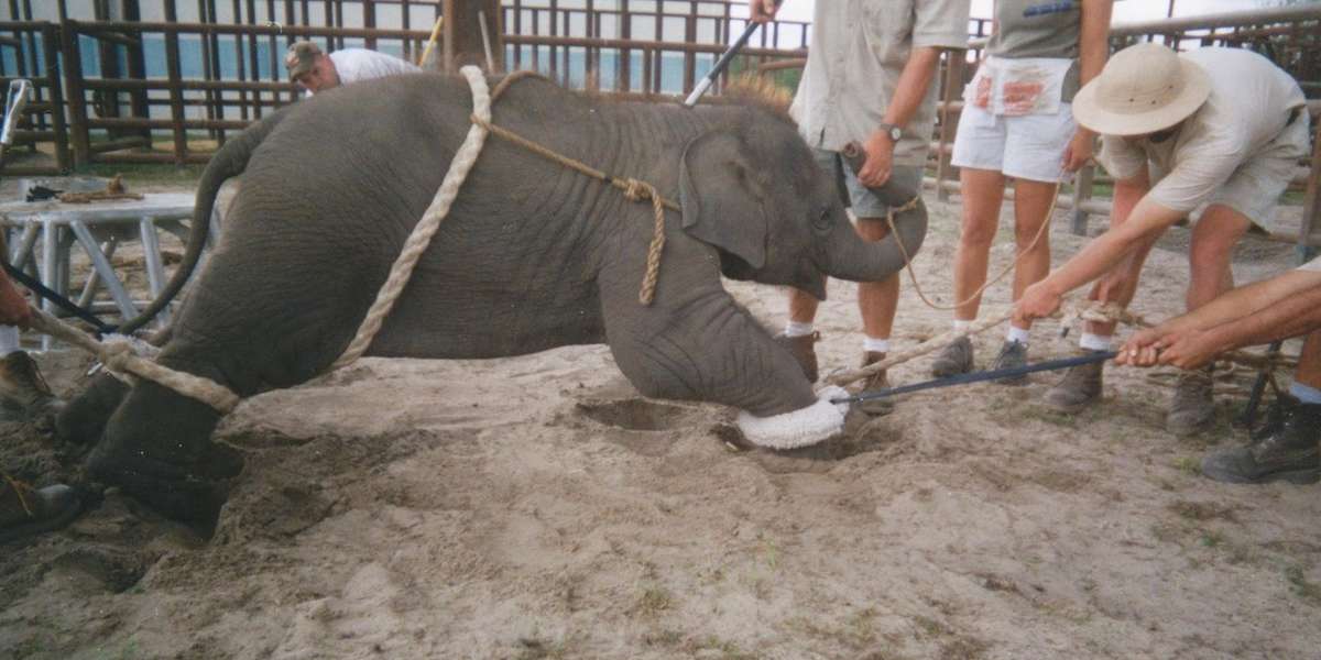 This Is How Baby Elephants Are Trained For The Circus The Dodo