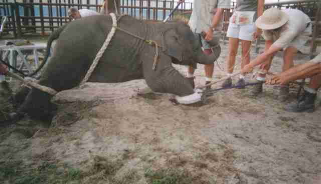 Image result for elephant training