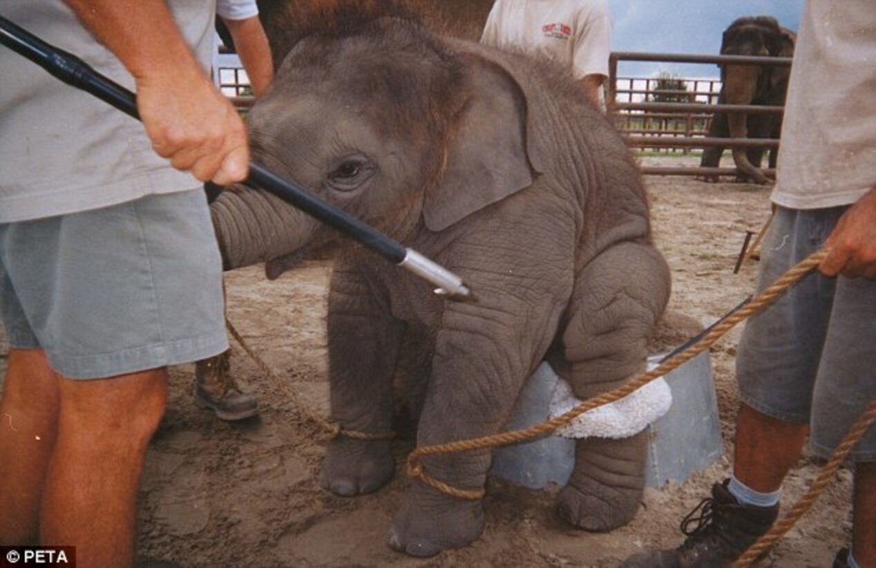 This Is How Baby Elephants Are Trained For The Circus The Dodo