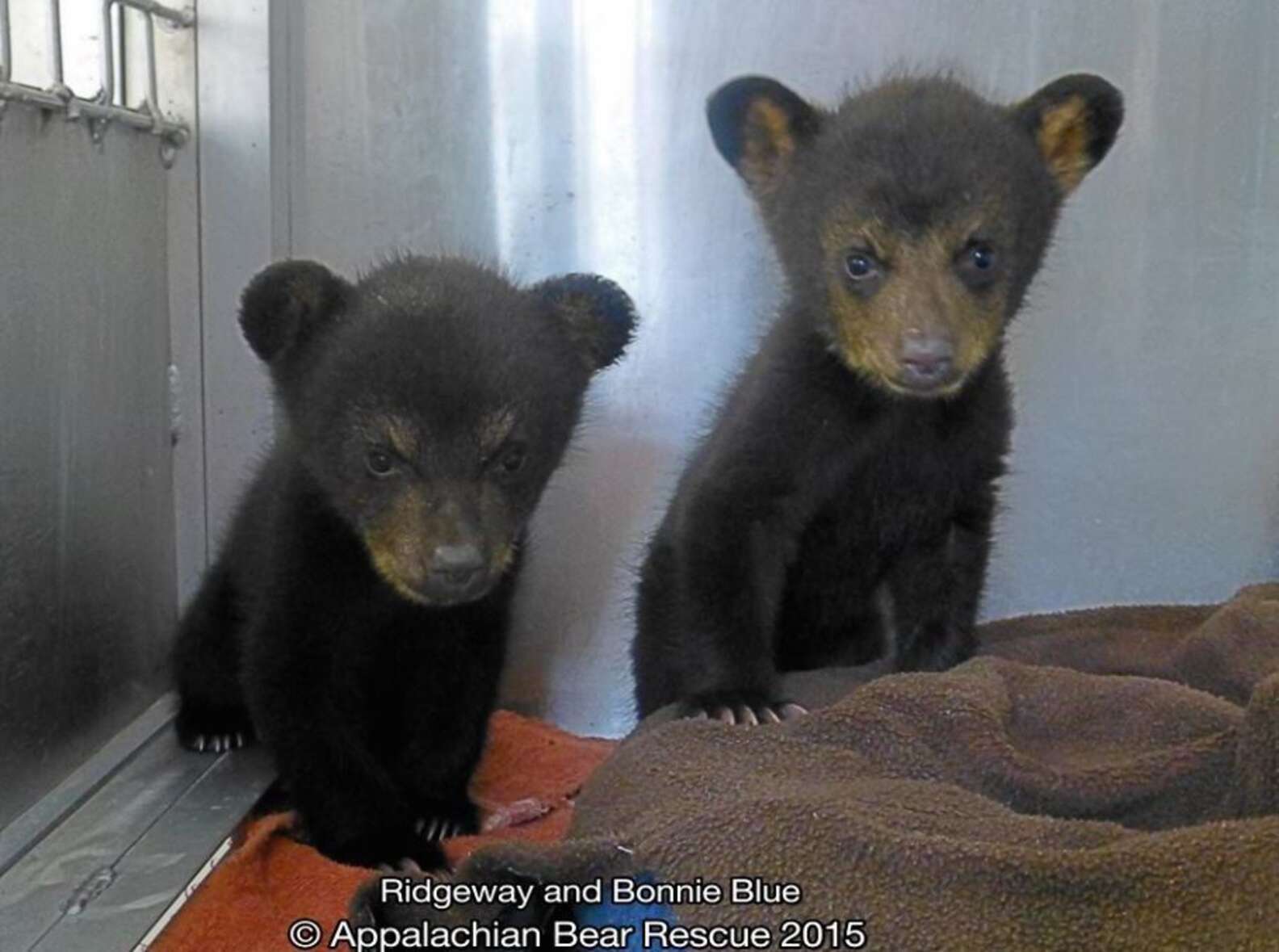 Fierce Little Bears Huff And Puff At Rescuers - The Dodo