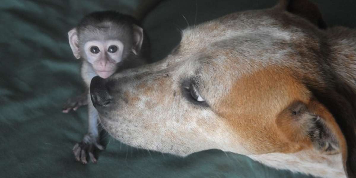 Pit Bull Saved From Death Row Now Helps His Owners Rescue Wildlife ...