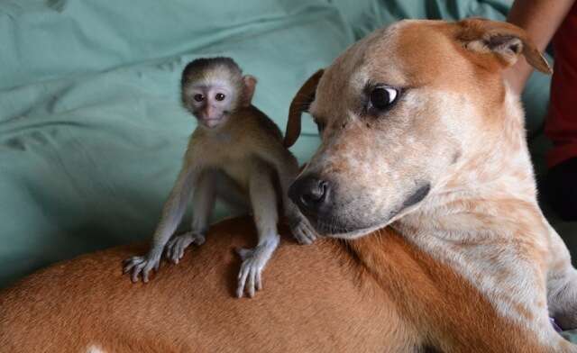 does monkey and dog get along