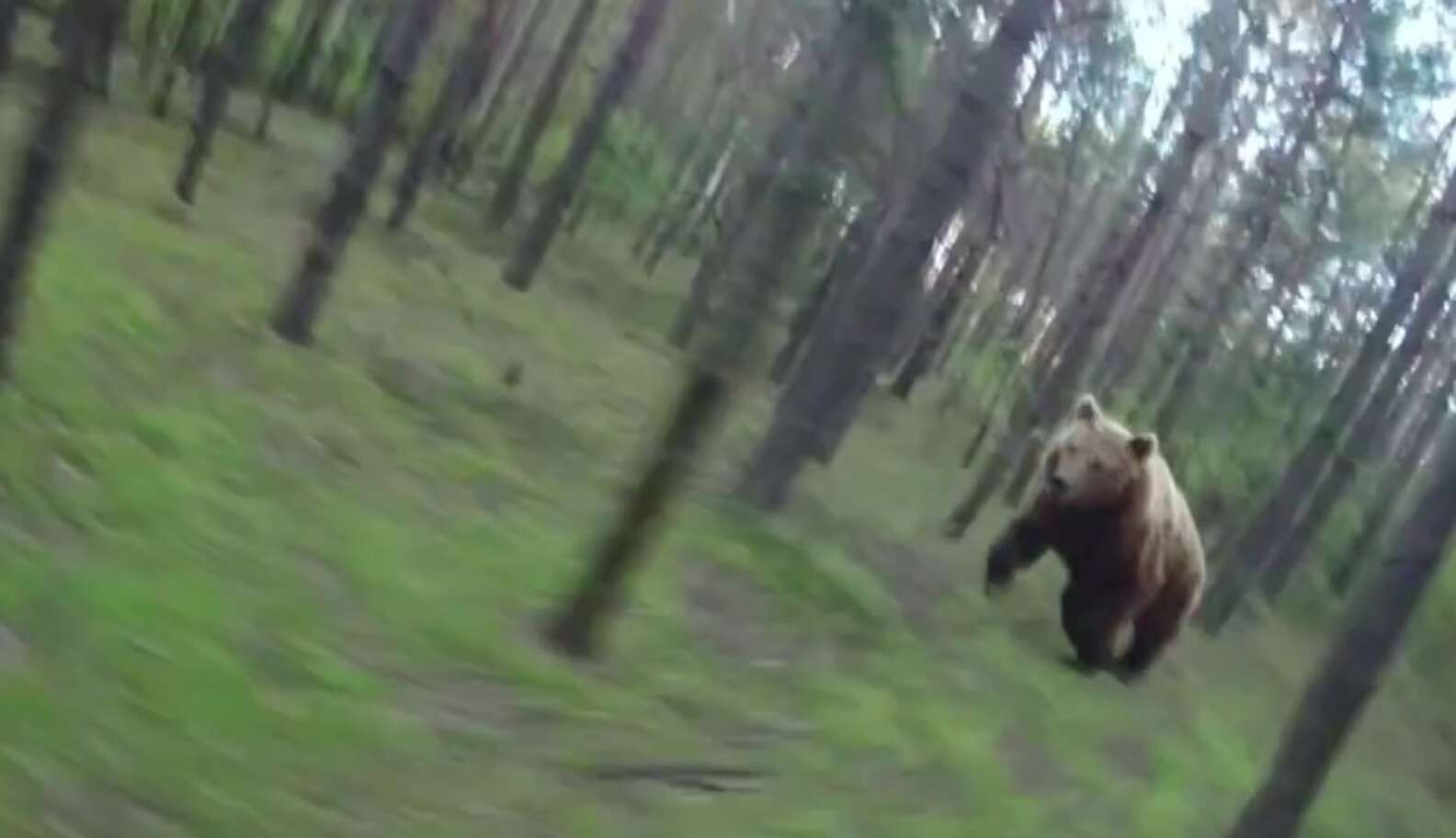 Медведь убегает в лес