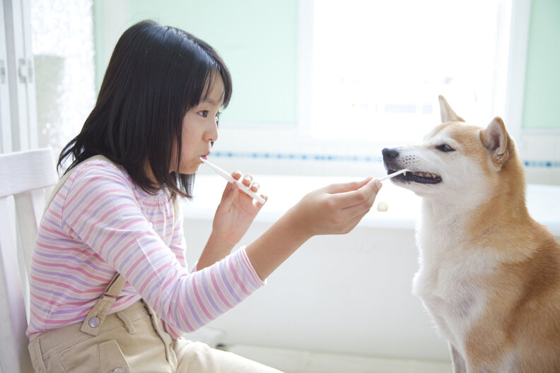 5 Ways To Fix Your Dog's Bad Breath The Dodo