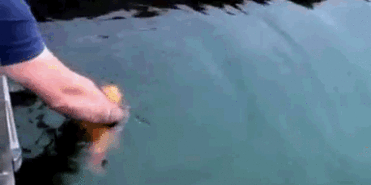 Why This Fish Likes To Be Petted - The Dodo