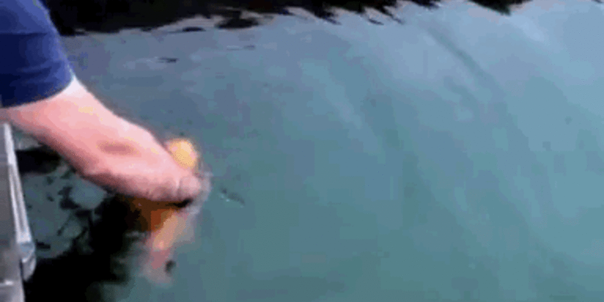 Why This Fish Likes To Be Petted The Dodo