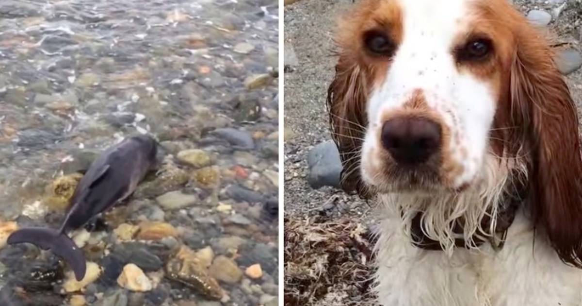 Dog Finds Baby Dolphin And Saves His Life - The Dodo