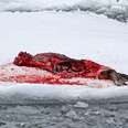 Seal Hunt Disgrace (Part one)