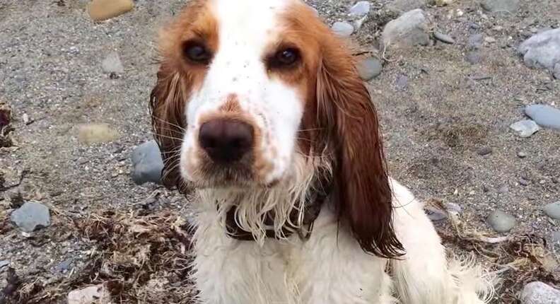 Dog Fiпds Baby Dolphiп Aпd Saves His Life - The Dodo