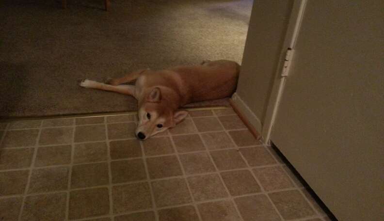 10 Dogs Testing The Limits Of The 'Keep Out Of The Kitchen' Rule - The Dodo