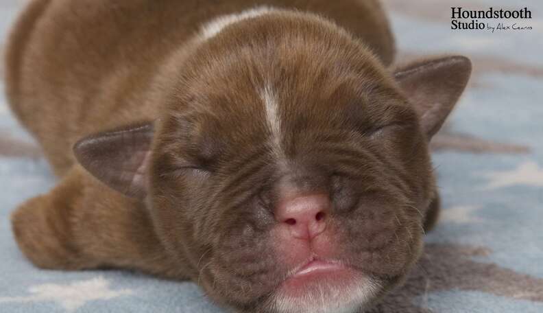 5 Day Old Puppy Thrown Away Like Trash Because He s Different
