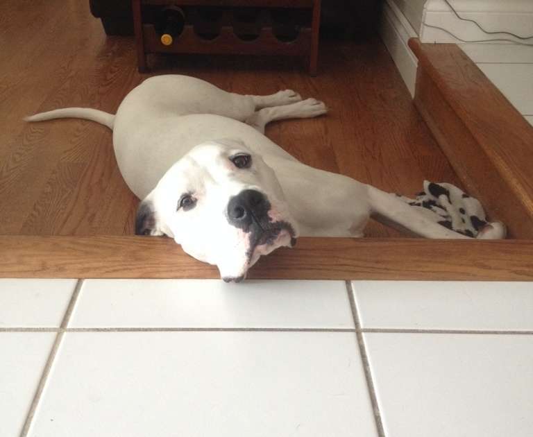 10 Dogs Testing The Limits Of The 'Keep Out Of The Kitchen' Rule - The Dodo