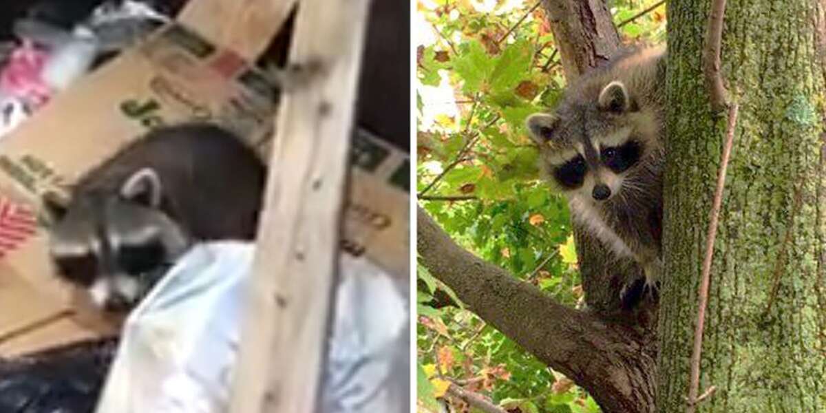 Raccoon Trapped In Doughnut Shop's Dumpster Is Not Happy To Be Rescued