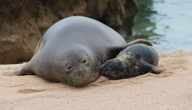 baby-seal-can-t-stop-kissing-her-mom-the-dodo