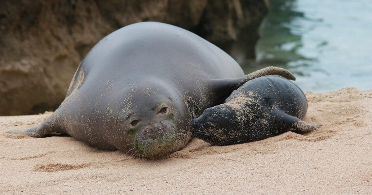 Baby Seal Can't Stop Kissing Her Mom - The Dodo