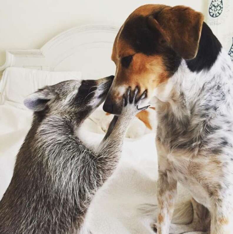 Orphaned Raccoon Lives With Dogs, Thinks She's One Of Them - The Dodo