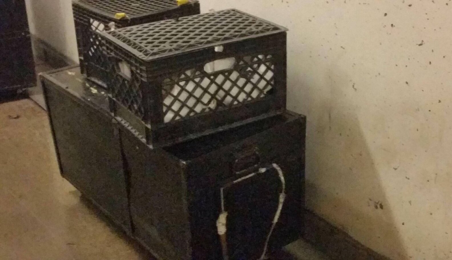 Animals From Vegas Show Found Stuffed In Small Boxes Backstage The Dodo