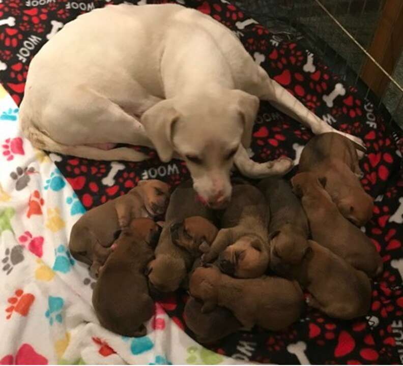 shelter sends puppygrams 