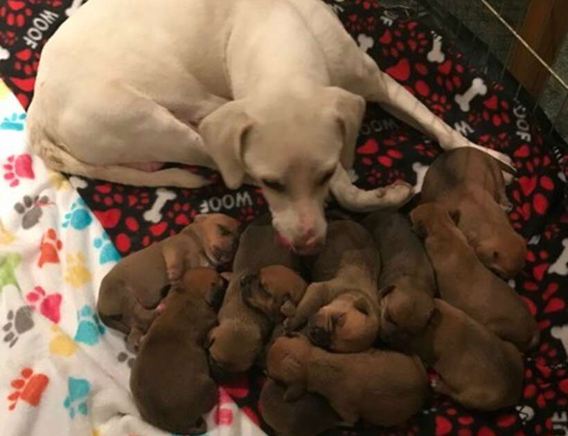 Valentine's Day: Rescue Puppies Deliver Gifts - The Dodo