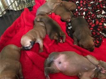 shelter sends puppygrams