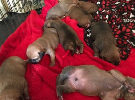 shelter sends puppygrams