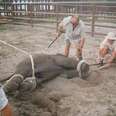 Elephants treated Badley!!!