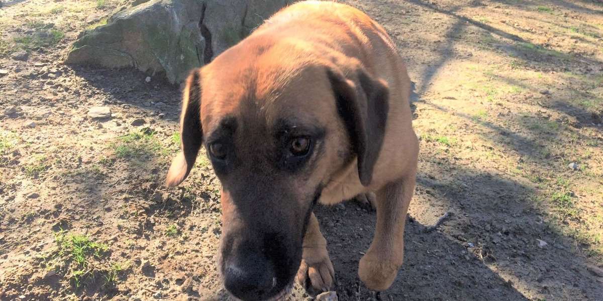 Dog Who Spent 2 Years Living In The Woods Finally Decides To Trust