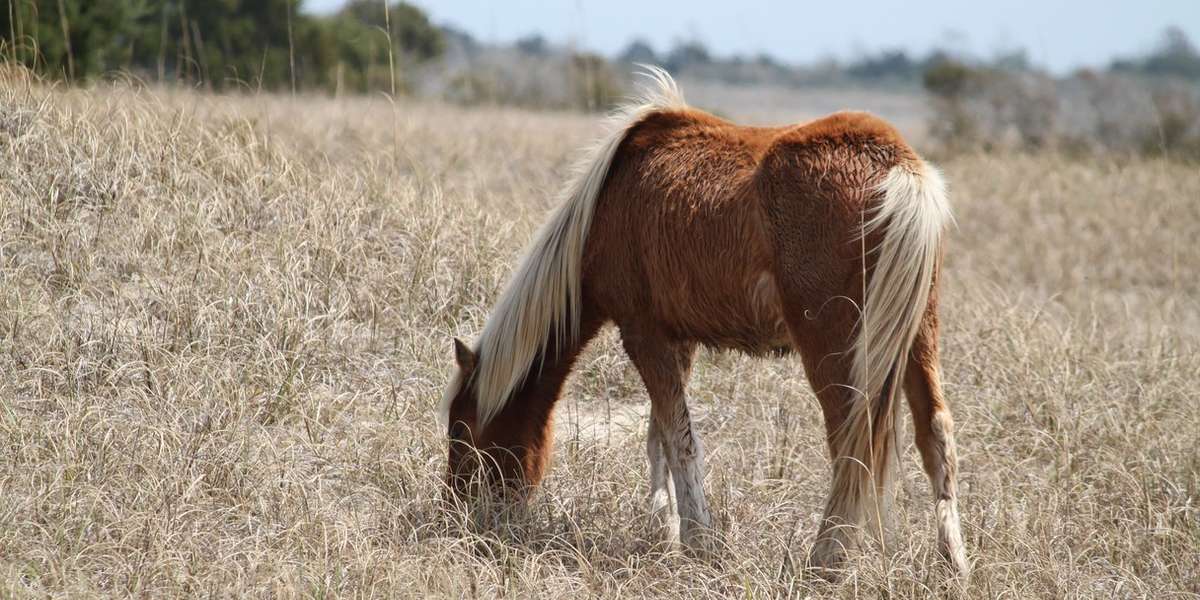 Exposing 'Kill Buyers' Who Feed the Horse Slaughter Pipeline The Dodo