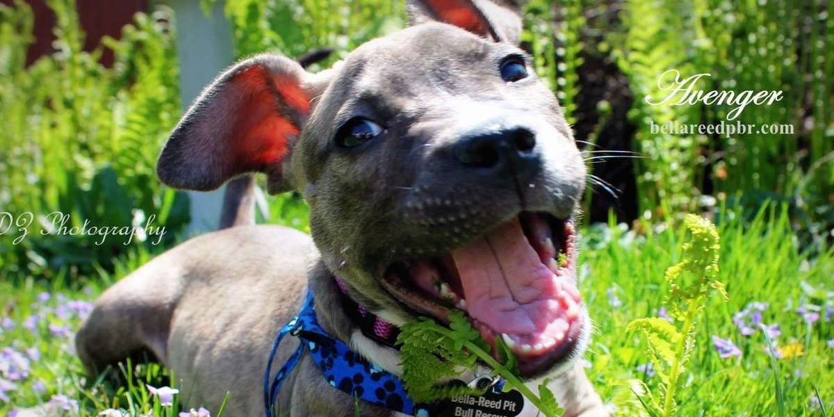 bella reed pitbull rescue