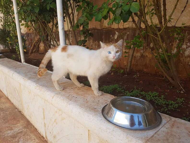 Stray cat at the 'cat man' of Aleppo's new sanctuary in Syria