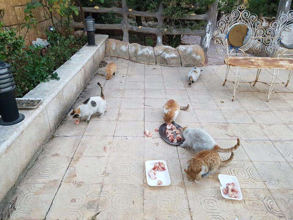 Rescued stray cats at the new House of Cats Ernesto sanctuary in Syria